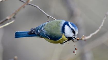 Eurasian Blue Tit