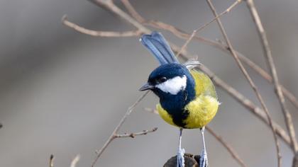Great Tit