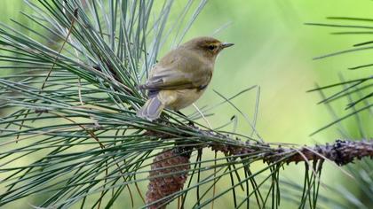 Common Chiffchaff