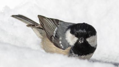 Coal Tit