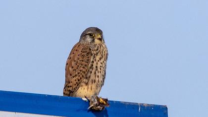 Common Kestrel