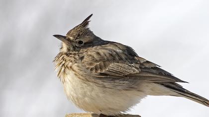 Crested Lark