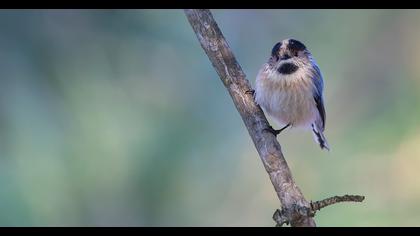 Long-tailed Tit