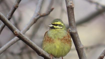 Cirl Bunting