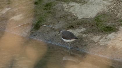 Green Sandpiper