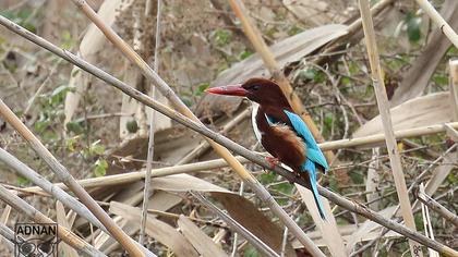 White-throated Kingfisher
