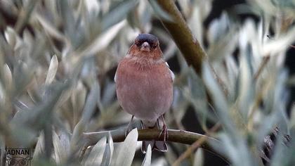 Common Chaffinch