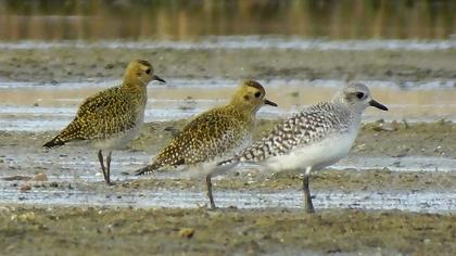 European Golden Plover