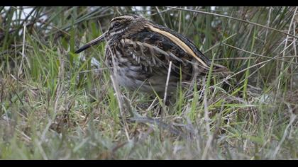 Jack Snipe