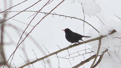 Common Blackbird