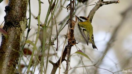 Sürmeli çalıkuşu