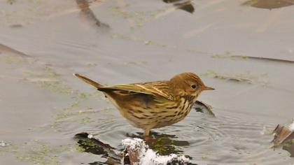 Water Pipit