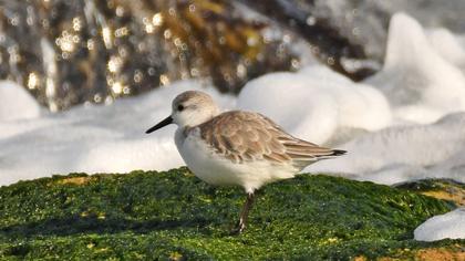 Sanderling