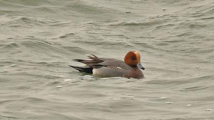 Eurasian Wigeon