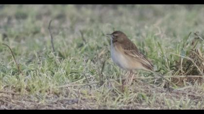 Richard`s Pipit