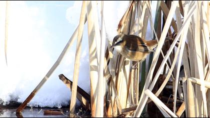 Bıyıklı kamışçın