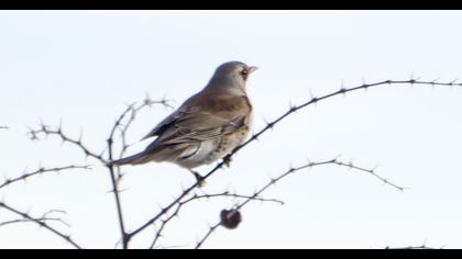 Fieldfare