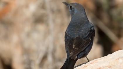 Blue Rock Thrush