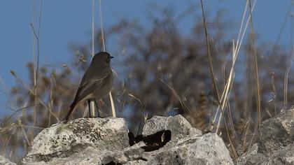 Black Redstart