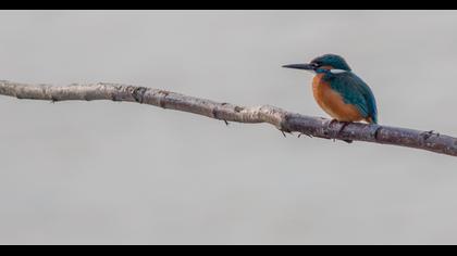 Common Kingfisher