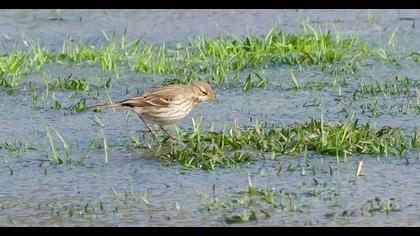 Water Pipit