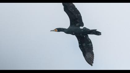 Great Cormorant