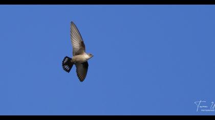Eurasian Crag Martin