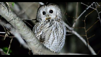 Tawny Owl