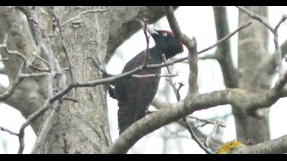 Black Woodpecker
