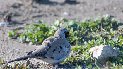 Namaqua Dove