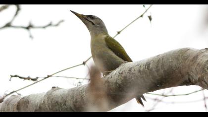 Grey-headed Woodpecker