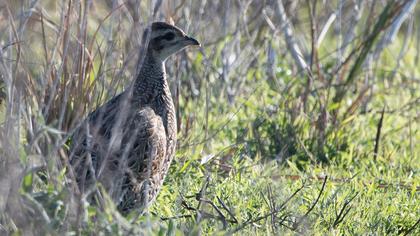 Black Francolin