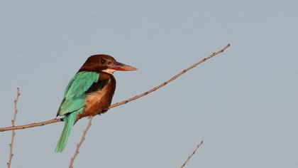 İzmir yalıçapkını