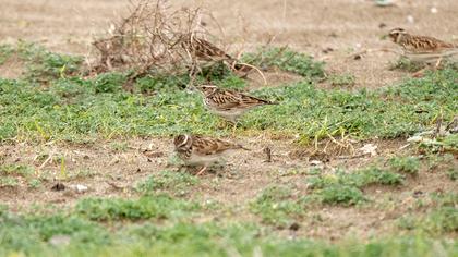 Woodlark