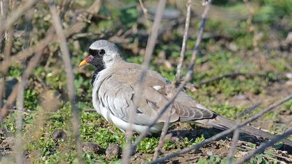 Namaqua Dove