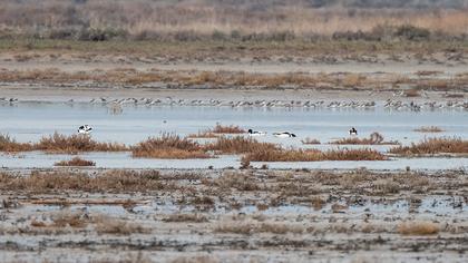 Common Shelduck