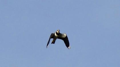 Northern Lapwing
