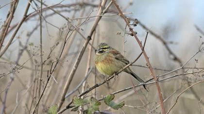 Cirl Bunting