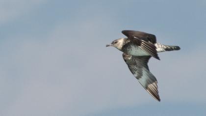 Pomarine Jaeger