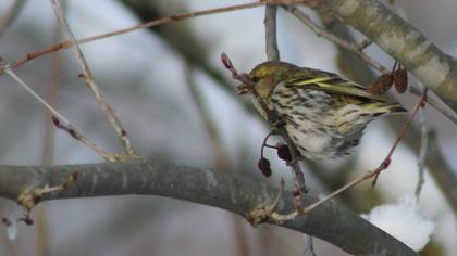 Eurasian Siskin