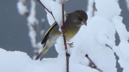 European Greenfinch