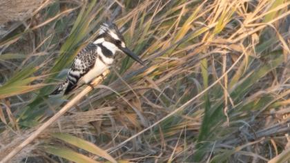 Pied Kingfisher