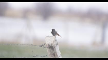 Black Redstart