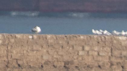 Pallas`s Gull