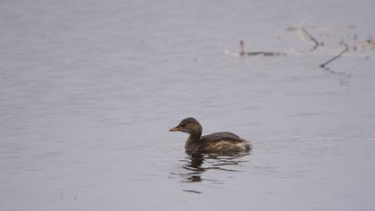 Little Grebe