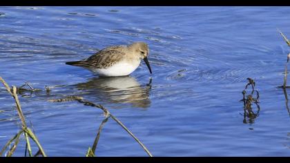 Dunlin