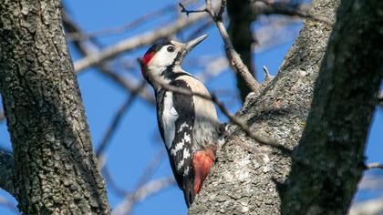 Syrian Woodpecker