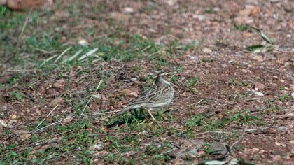 Woodlark