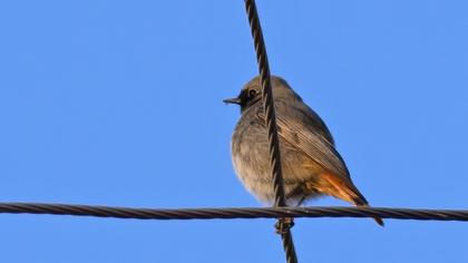 Black Redstart