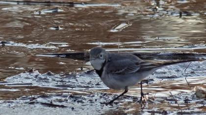White Wagtail